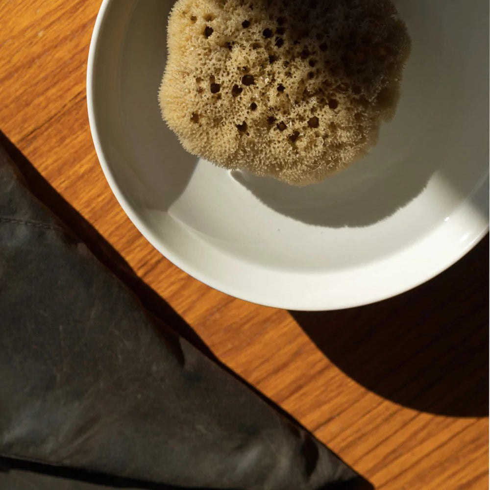 Arkive-luonnon-merisieni-natural-sea-sponge