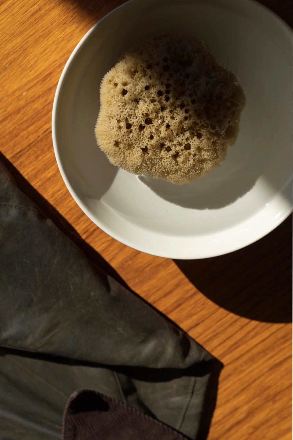 Arkive-luonnon-merisieni-natural-sea-sponge