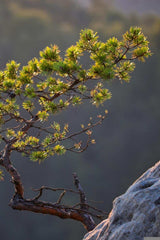 Huonetuoksu, Nordic Air