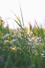 Huonetuoksu, Nordic Bloom