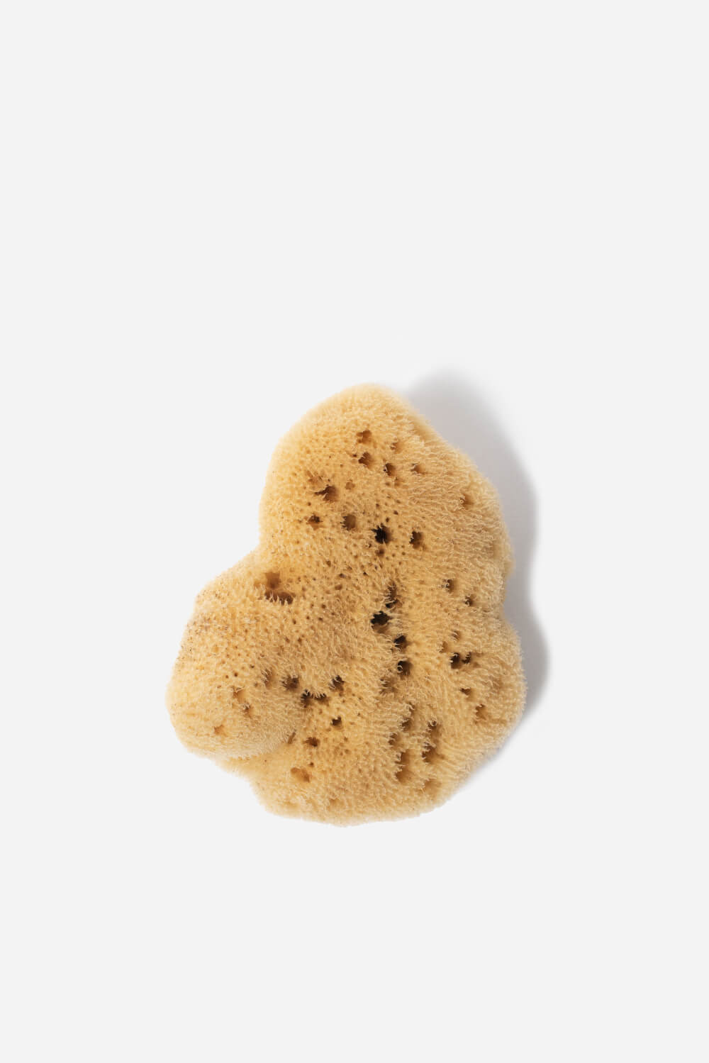 Arkive-luonnon-merisieni-natural-sea-sponge
