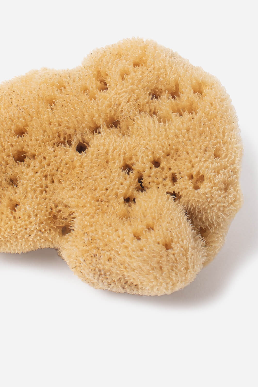 Arkive-luonnon-merisieni-valkaisematon-natural-sea-sponge-unbleached